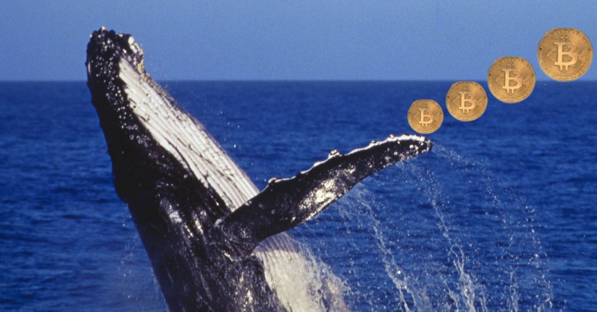 加密货币鲸鱼