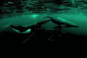 鲸鱼警报：鲸鱼在海里游泳