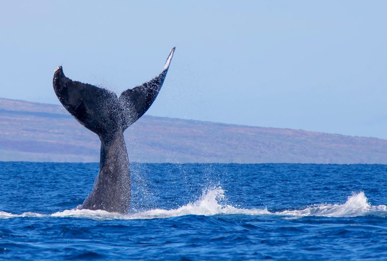 当市场横盘整理时，隐身鲸的目击者数量增加
