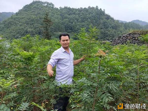 黄练芽树在中国的垂直分布规律