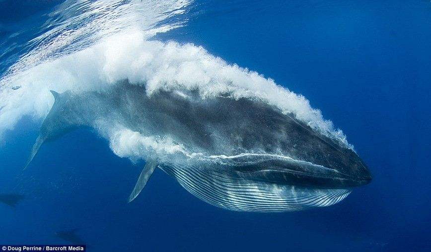 加密巨鲸调查：Ripple创始人仍持有价值10亿美元的XRP，需要约20年完成出售