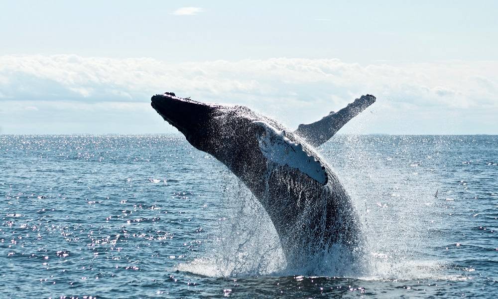 比特币巨鲸数量达两年内新高，与上一轮减半类似