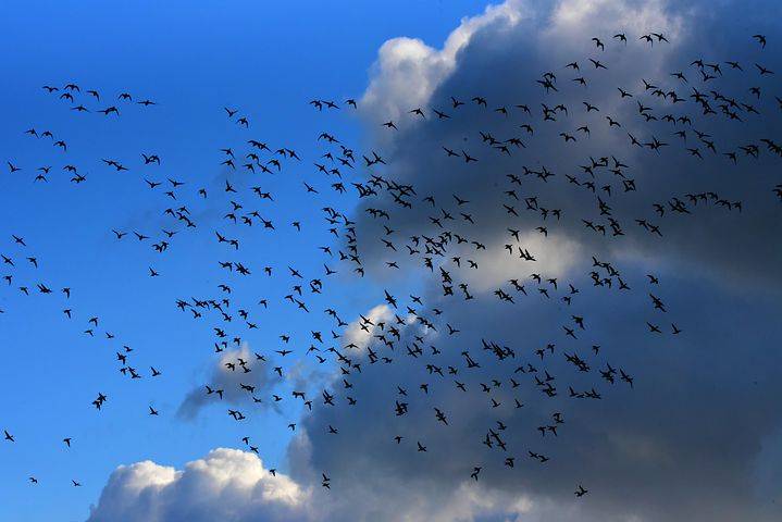 flock-of-birds-3975918__480