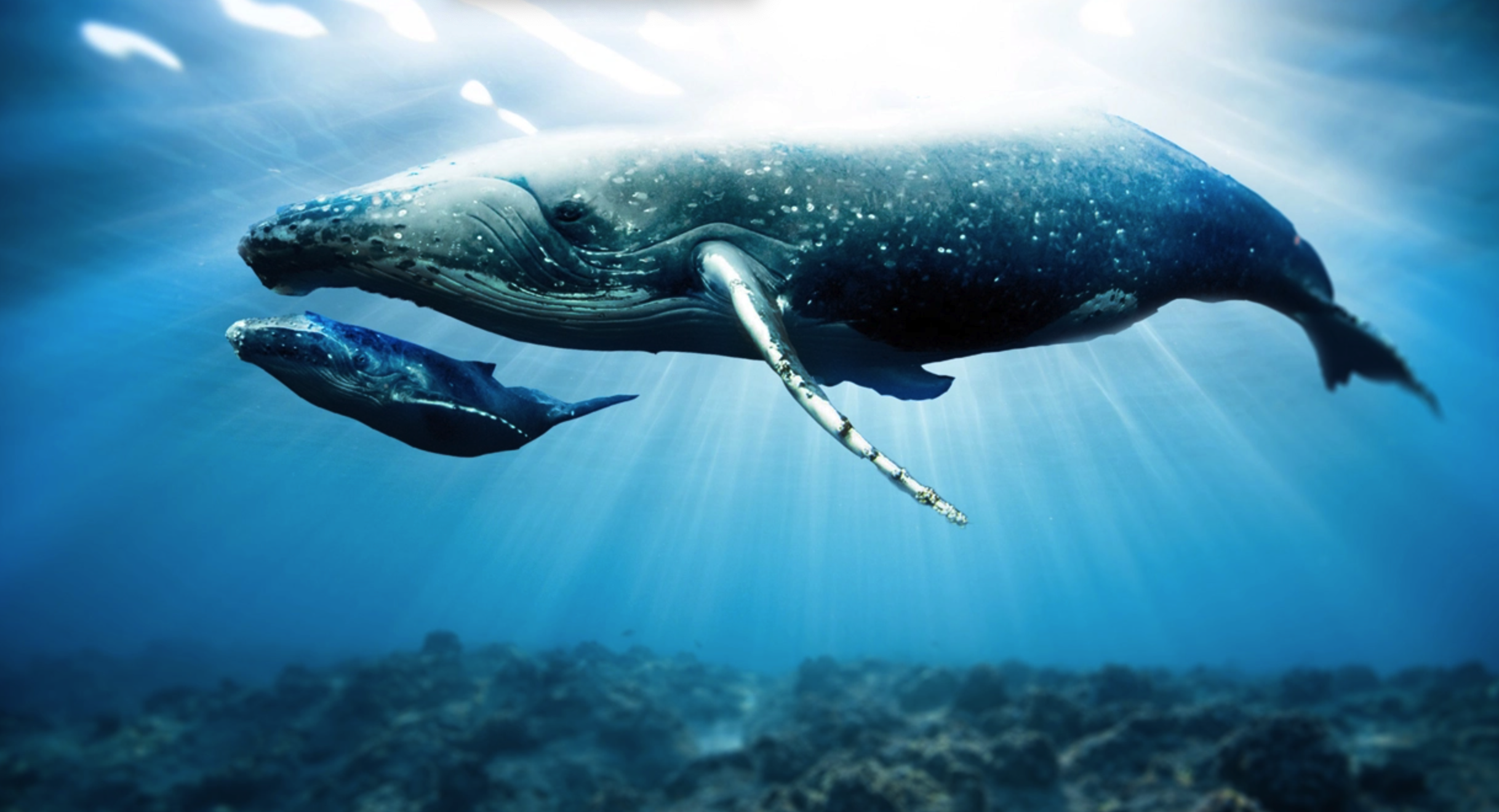 一条鲸鱼卖空了1亿美元，这可能导致两种情况：