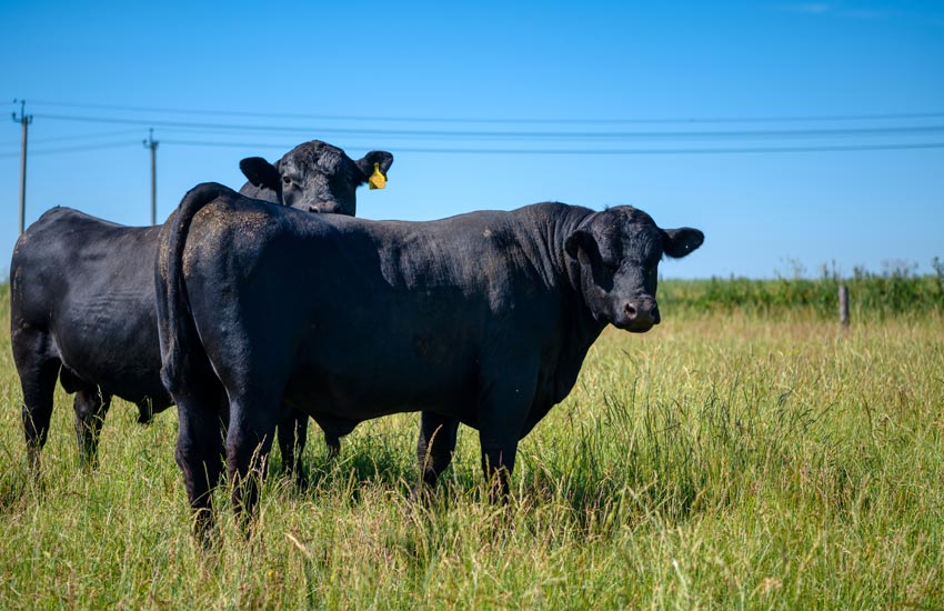 澳门大学利亚安格斯推出牛可追究性区块链