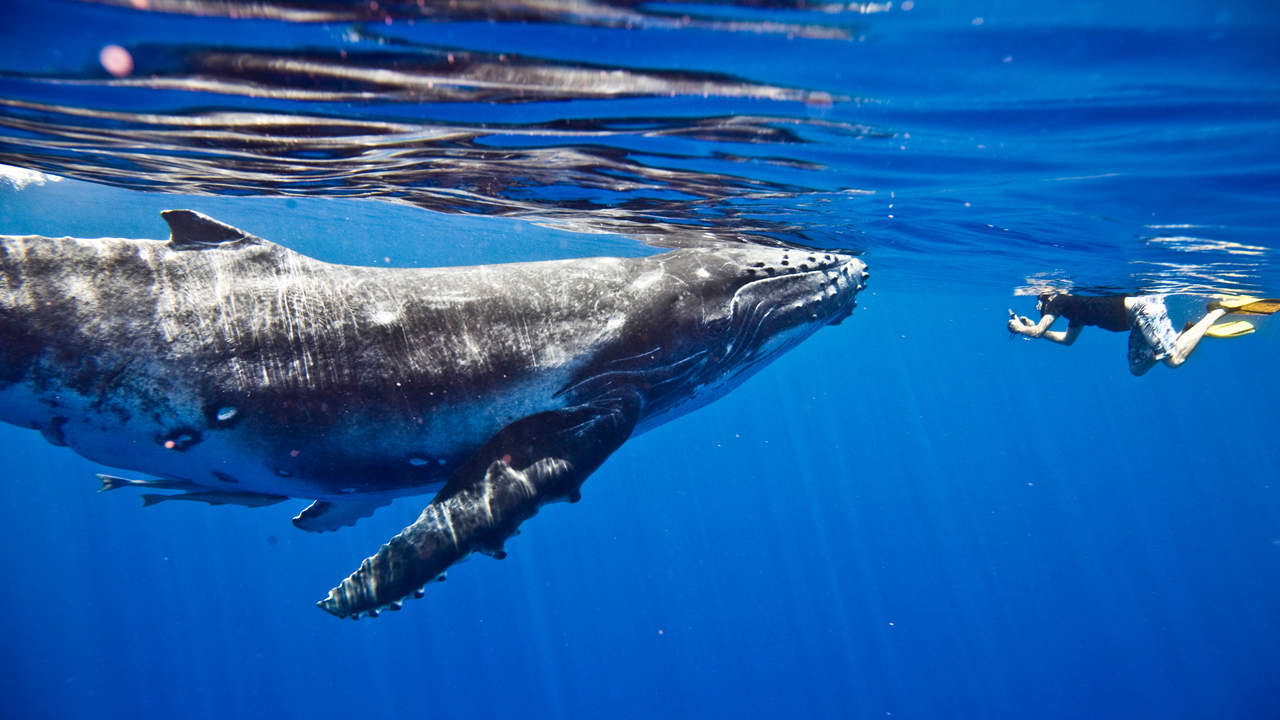 神秘的鲸鱼通过移动 3500 万美元回归 - 矿工从 2010 年移动了 1 个